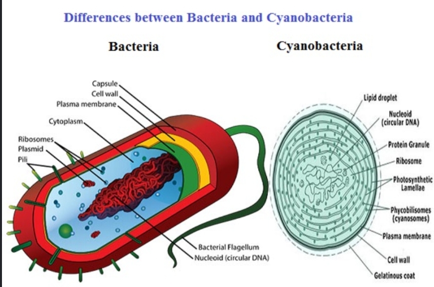 <p>Why does bacteria differ from blue-green algae?</p>