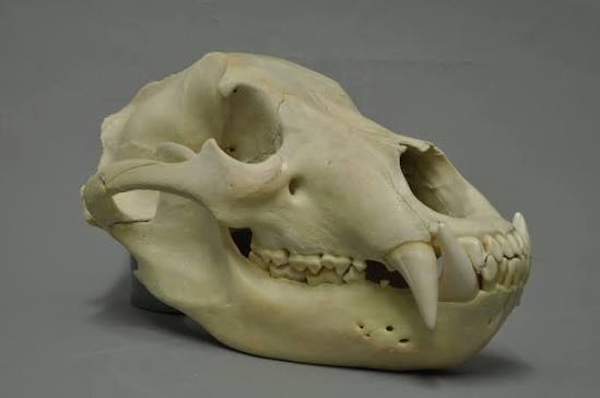 <p>Alisphenoid canal, bunodont, long last upper molar strained one hand hold; brown with hump on back</p>