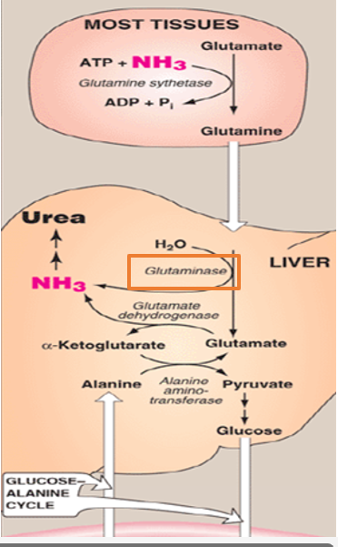 <p>what does glutaminase do </p>