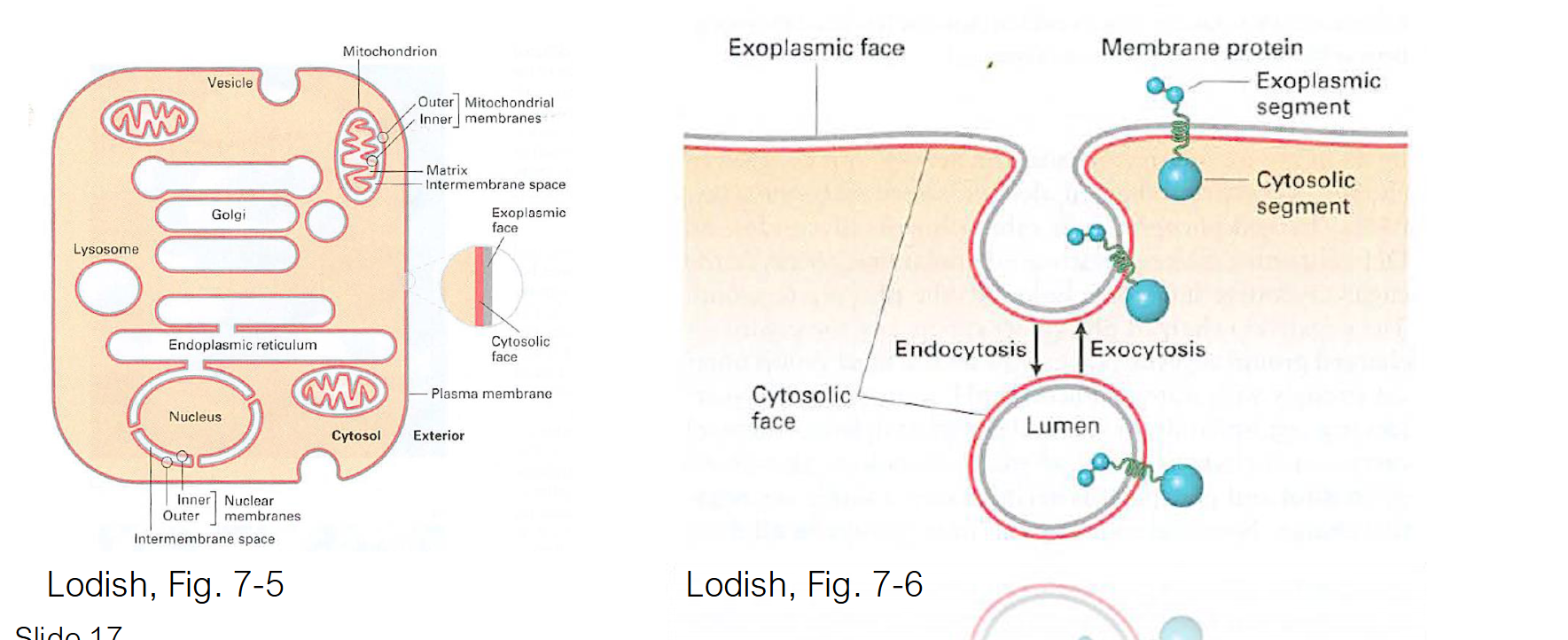 <ul><li><p>They travel via <strong>vesicular transport</strong>. </p></li><li><p>A portion of the ER membrane buds off to form a <strong>vesicle</strong>, which then travels through the cytosol and fuses with the plasma membrane, incorporating the new lipids into it.</p></li></ul><p></p>