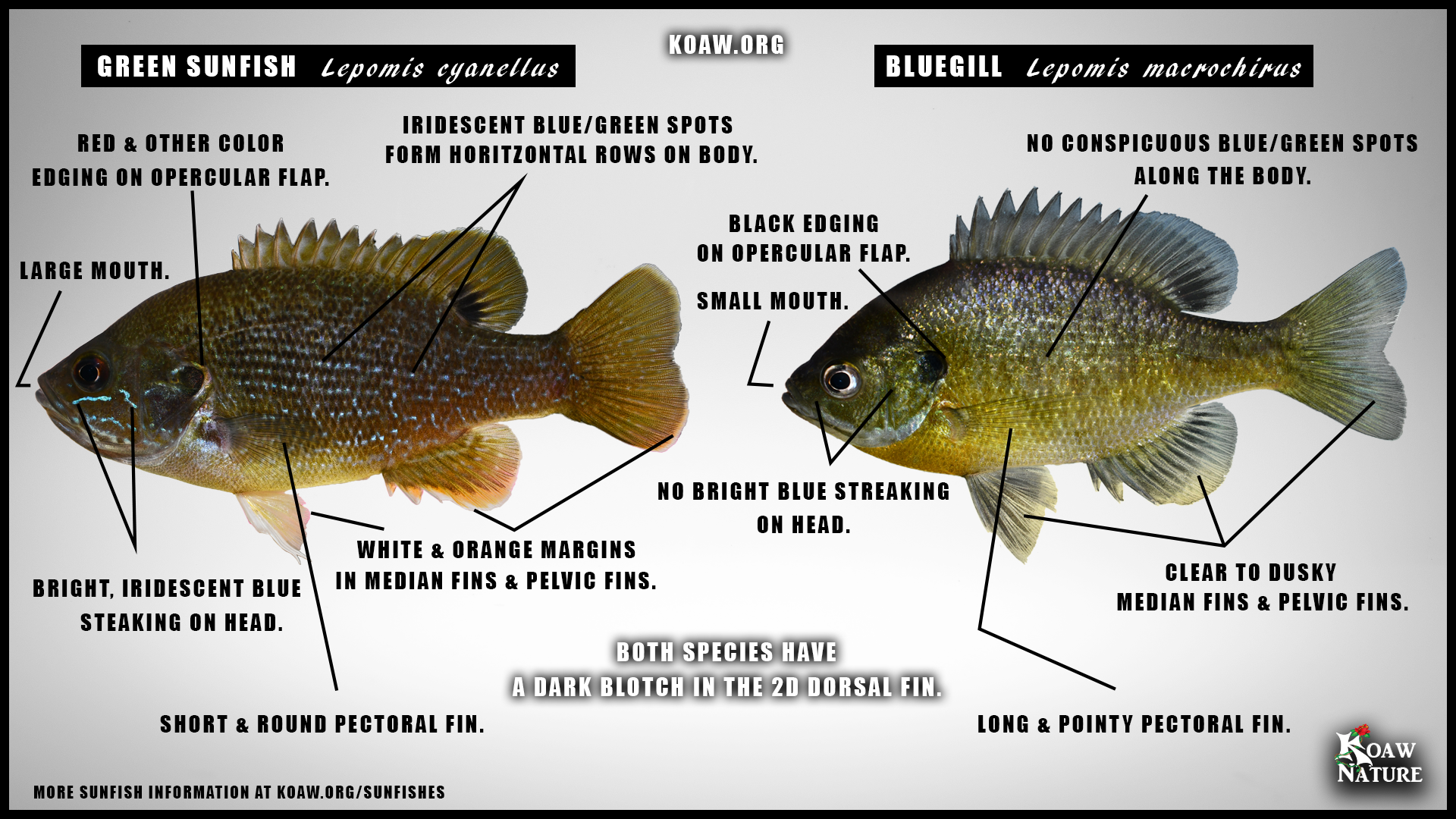 <p>Centrarchidae</p><p>Lepomis macrochirus (blue gill)</p>