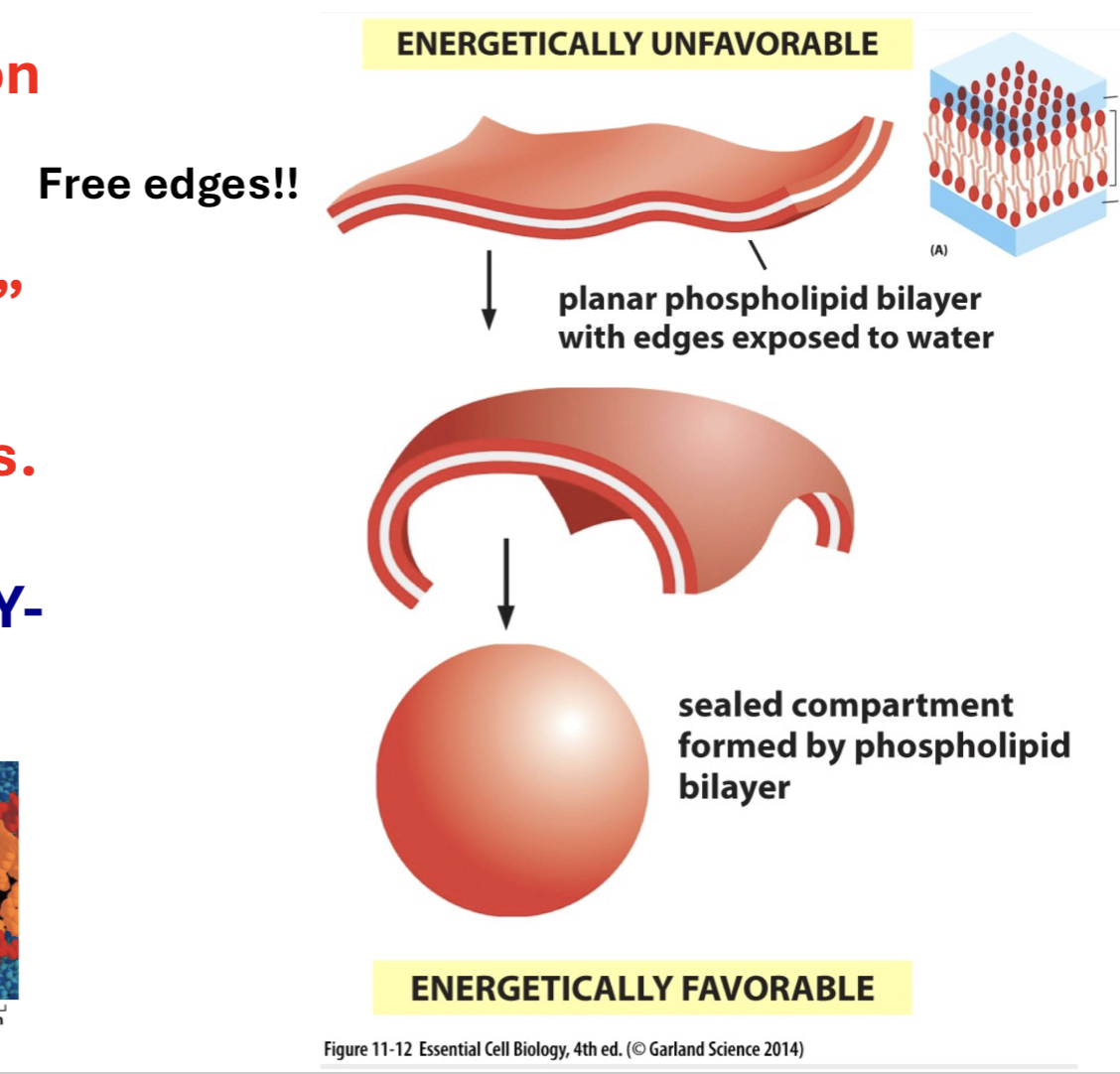 <p>spontaneous sealed compartments formed by phospholipid bilayers (avoid free edges exposed to water) → membrane flexibility</p>