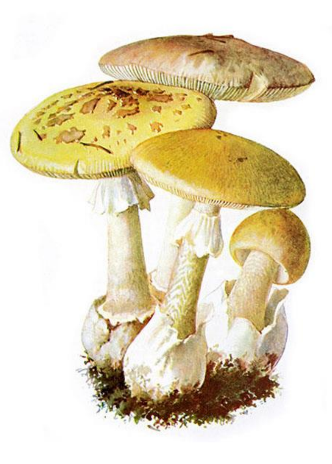 term image