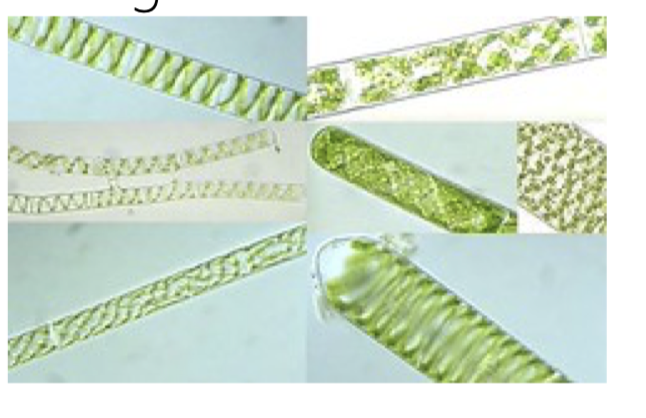 <p>organisms that get energy from light</p>