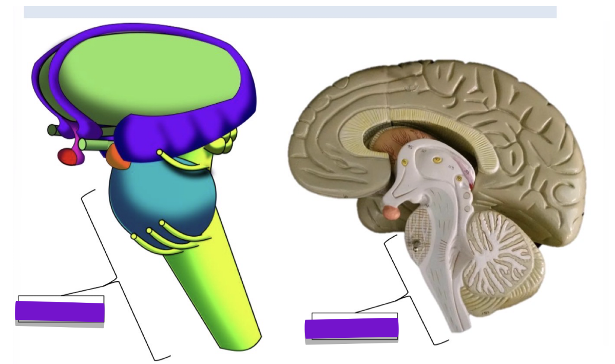 <p>What structure is highlighted in these images </p>