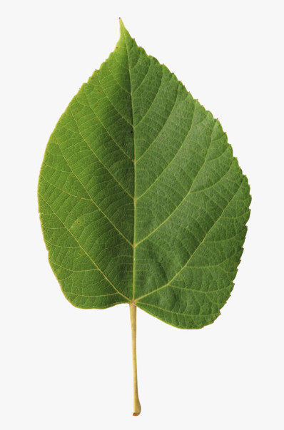 <p>Betula leaf traits</p>