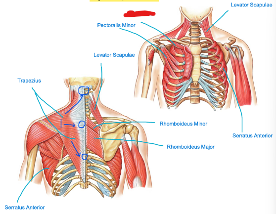 <p>A small muscle located beneath the clavicle. It originates from the first rib and inserts on the inferior surface of the clavicle, functioning to stabilize and depress the clavicle. This muscle is part of the <strong>shoulder girdle. </strong><u>Define what’s in red!</u></p>