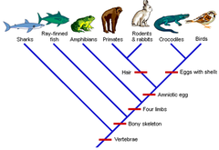 <p>The lineage of successive parents and offspring that leads to an organism or species.</p>