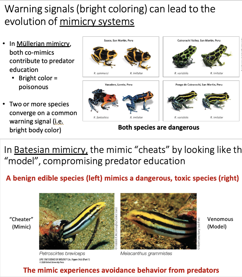 <ul><li><p>Mullerian mimicry</p><ul><li><p>Two or more harmful species resembling each other.</p></li><li><p>A bright color can appear on two types of frogs, contributing to predator education.</p></li><li><p>This occurs after two or more species adopt a common warning signal (such as a bright body color on a frog or a high frequency vibration from a snake)</p><ul><li><p>BOTH species are dangerous to predators, even though one species inhabit an identical trait of another</p></li></ul></li></ul></li><li><p>Batesian mimicry</p><ul><li><p>A benign species that is not harmful can mimic a species that is harmful, compromising a predator’s education</p></li><li><p>This allows said mimic to be avoided by predators, unless they catch on</p></li></ul></li><li><p><span>Predator education can be seen within these colors present. I don’t eat anything with colors like this because they are dangerous and deadly to me</span></p><ul><li><p><span>The beginning species leverages the predation education to take advantage of not being predation.</span></p></li></ul></li></ul><p></p>