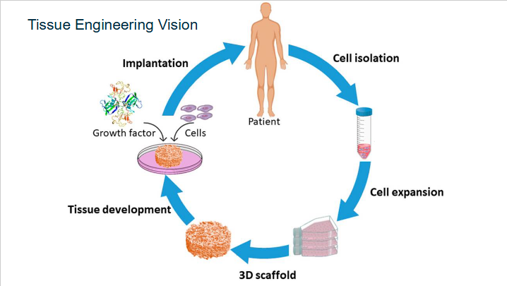 <p>Implantation → Cell Isolation → Cell Expansion → 3D scaffold → Tissue Development→ Implantation</p>