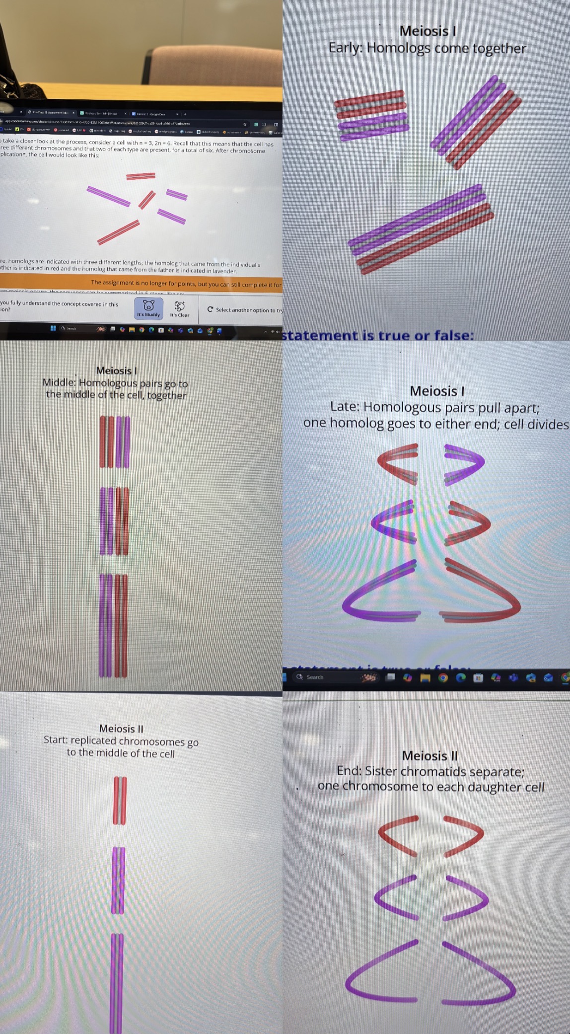 <p>f because<span> in mitosis, homologs to the middle of the cell <strong>independently </strong>of each other--not together like this.</span></p><p><span>word up</span></p><p>haploid, chromosome </p><p><strong>four </strong></p><p><em>not</em>!!!!!! 1</p><p>true bc In the middle of mitosis, replicated chromosomes go to the middle of the cell. That is just what is happening here (except there is just one of each type of chromosome).</p><p>true bc At the end of mitosis, sister chromatids pull apart and one goes to each daughter cell.</p>