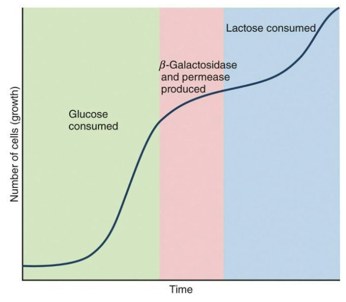 <ul><li><p>This complexity provides an opportunity to study how microbes best control gene expression.</p><ul><li><p>Glucose is easier to use than lactose – faster growth occur.</p></li><li><p>Lag phase when lacZYA transcription and translation begin.</p></li><li><p><strong><em>The lac operon isn’t expressed until all glucose is consumed</em></strong> (diauxic growth)―how is this controlled?</p></li></ul></li></ul><p></p>