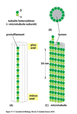 <p>microtubules are made from subunits called tubulin. each subunit is comprised of a globular α- and β-tubulin dimer bound by noncovalent interactions. protofilament: linear chain of tubulin dimers </p><p>13 protofilaments form the hollow tube of microtubule</p>
