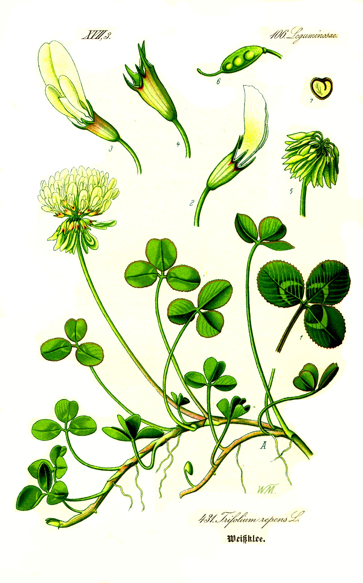 <p>Vitklöver   (Fabaceae)</p>