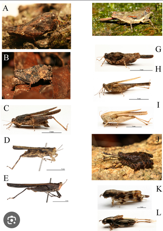 <p>an orthopteran family in sub-order caelifera</p><p>groundhoppers (pygmy grasshoppers)</p>