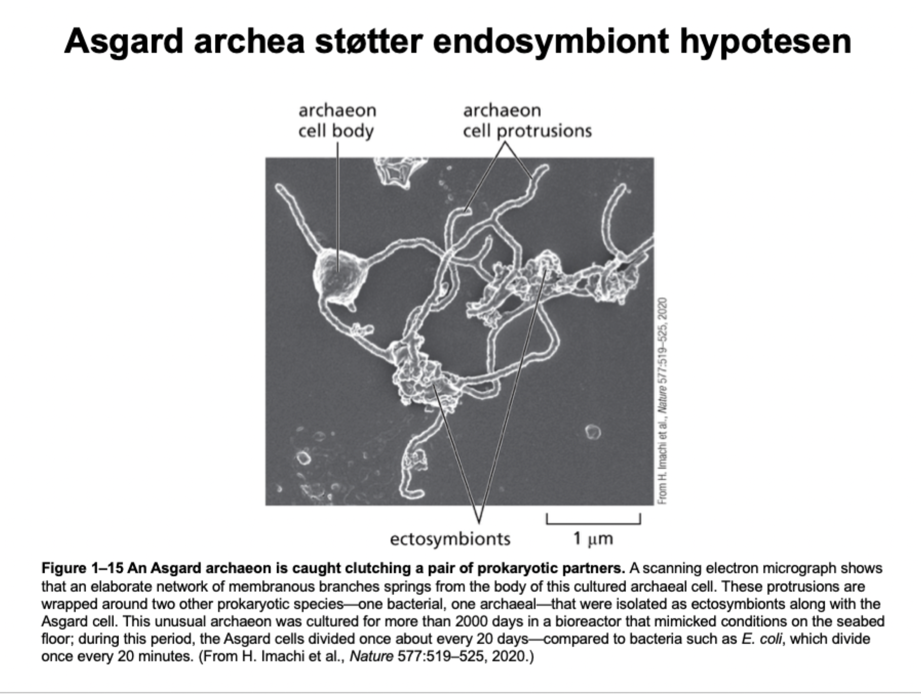 <p><span>Opdagelsen af </span><strong>Asgard archaea</strong><span>, som rent faktisk har komplekse membranforgreninger, der kan omslutte andre prokaryoter (ektosymbionter</span></p>