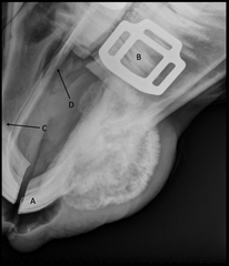 <p>Letter C is pointing to what bone (the bone where the upper incisors live)?</p>