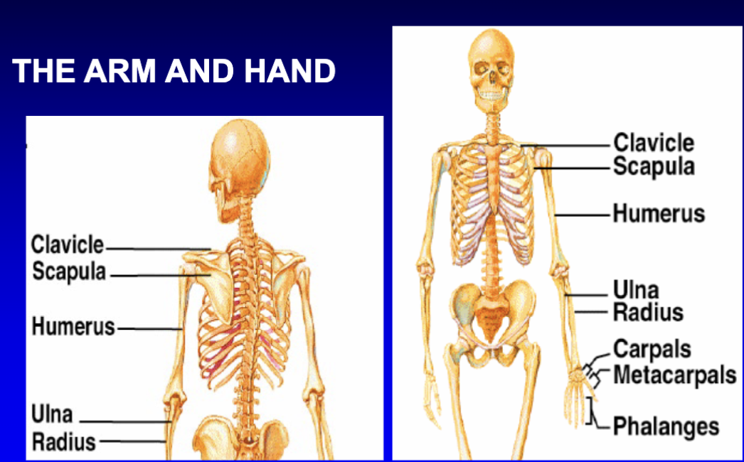 <p>Upper & lower limbs. Girdles (pectoral & pelvic). Locomotion and manipulation of the environment</p>
