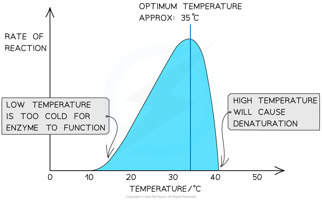 <p>The specific temperature at which an <span>enzyme</span> exhibits its maximum catalytic activity and efficiency</p><ul><li><p>Excessive heat breaks the weak non-covalent interactions (such as hydrogen bonds) holding the three-dimensional protein structure together, causing <span><strong>denaturation</strong></span> (loss of shape and function)</p></li></ul><p></p>