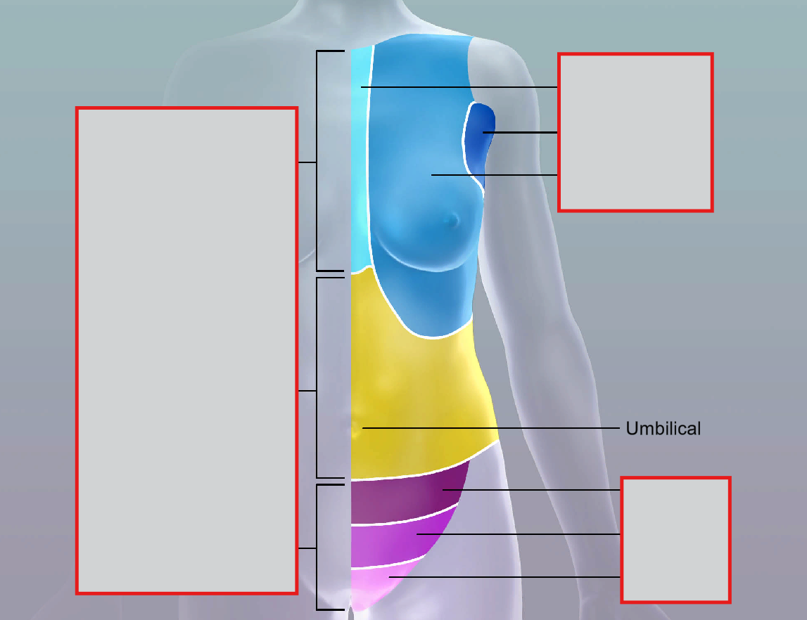 <p>umbilical</p>