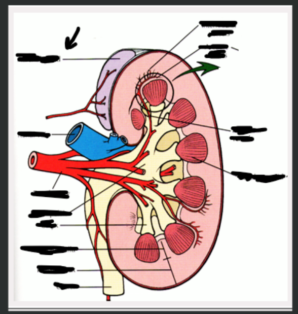 <p>What structure is arrow pointing to?</p>
