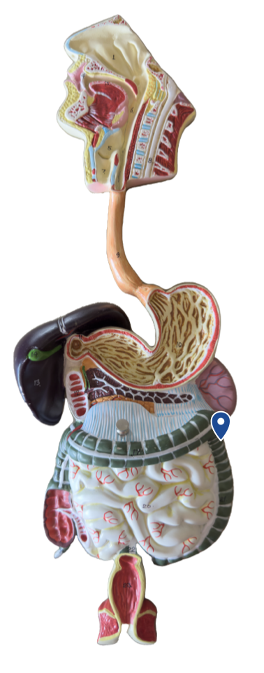 <p>Name this bend in the large intestine.</p>