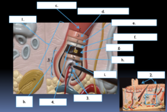<p>What part of the hair structure is the section labeled #4?</p>