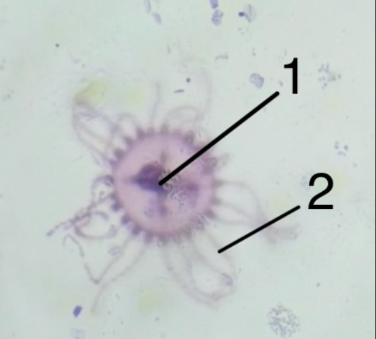 <p>What is 1?</p>