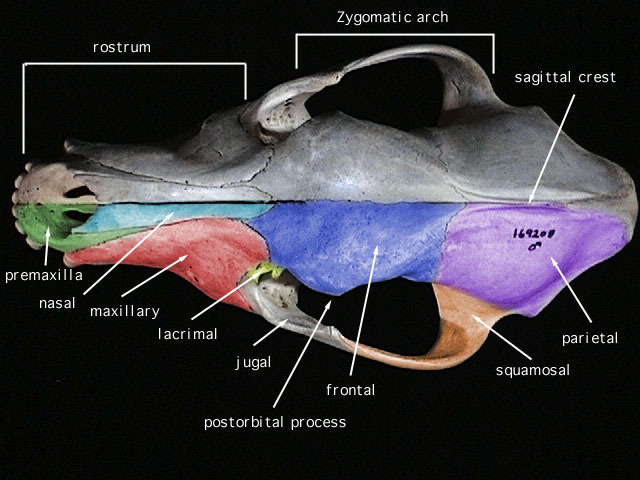 <p>Zygomatic Arch</p>