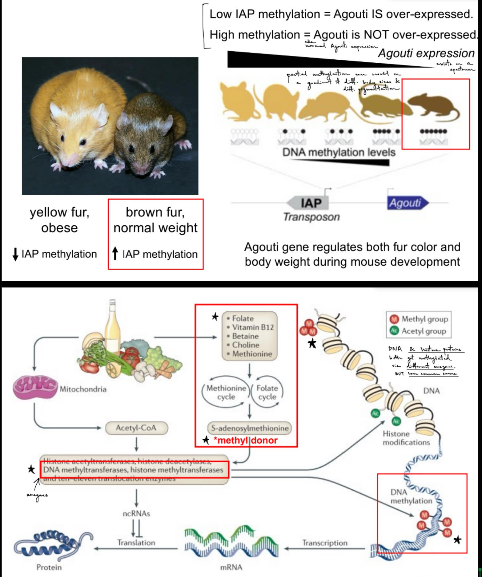 <p><u>(poor diet:)</u></p><p>IAP is <mark data-color="blue" style="background-color: blue; color: inherit;">weakly or NOT</mark> methylated → yellow fur & obese/poor health</p><ul><li><p>(b/c low methyl groups, which cause overexpression of Agouti, so yellow fur and obese)</p></li></ul><p>offspring mainly look like mother w/ yellow fur & obese/poor health, but can still have offspring w/ brown fur & normal weight/good health</p><p>__</p><p><u>(healthy diet:)</u></p><p>IAP is methylated → Agouti gene is not overexpressed aka <strong><u>normal</u></strong> → brown fur & normal weight/good health</p><p>offspring mainly look like mother w/ brown fur & normal weight/good health, but can still have offspring w/ yellow fur & obese/poor health</p><p>__</p><p>^^ overall, the foods you eat affect your <u>genome</u> & your <u>germ cells</u>, which would affect the <u>next gen./your offspring</u></p><p>…</p><p>wt pheno. is <u>brown fur & normal weight/in good health</u></p><p>__</p><p>diet of the pregnant mouse affects <strong><u>TWO</u> generations </strong>(aka affects <u>children</u> and <u>grandchildren</u>)</p><ul><li><p>(b/c <span style="color: purple;">F1 fetus growing in the pregnant mouse already has F2 germ cells</span>)</p></li></ul><p>__</p><p>summary:</p><p>epigenetic diet provides building blocks for a healthy genome, where <u>folate</u> in diet provides <u>methyl groups</u>, which is used by different <u>enzymes</u> to do <u>histone</u> &<u>DNA methylation</u></p><p>_</p><p>true (multi-generation epigenetic effect is <strong>famine</strong>)</p><p>true (<strong>fathers’ diets</strong> also have significant epigenetics effects on their offspring)</p>