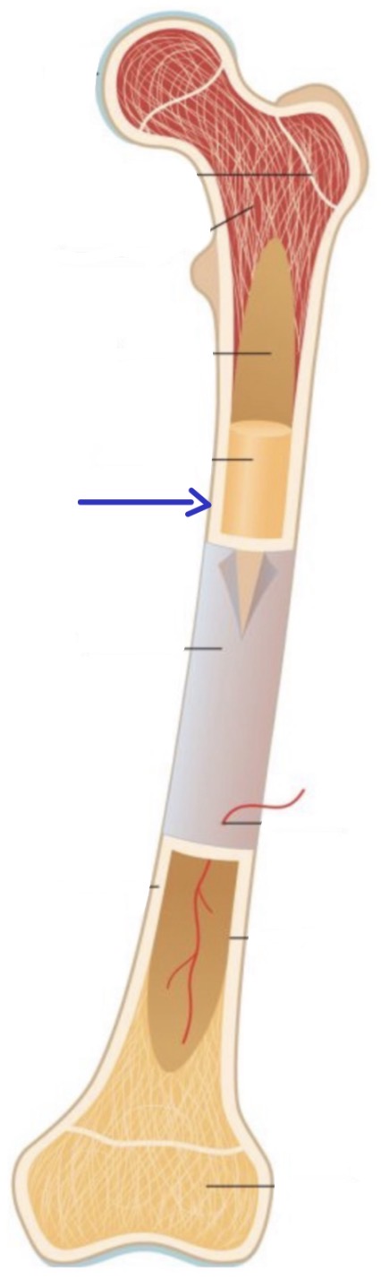 <p><strong>Name the following</strong></p>