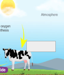 <p>oxygen cycle: name the step </p>