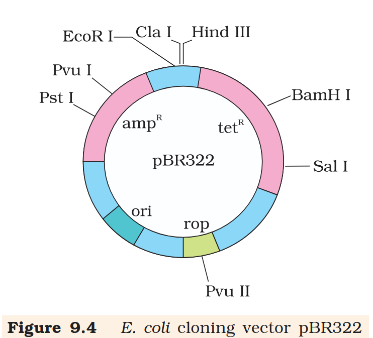 <p>What is amp<sup>R</sup> for?</p>