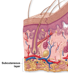 <p>loose connective tissue primarily composed of adipocytes</p>