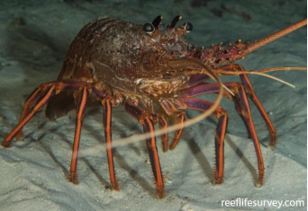 <p>ARTHROPODA Western Rock Lobster </p>