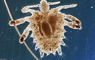 <p>Psocodea</p>