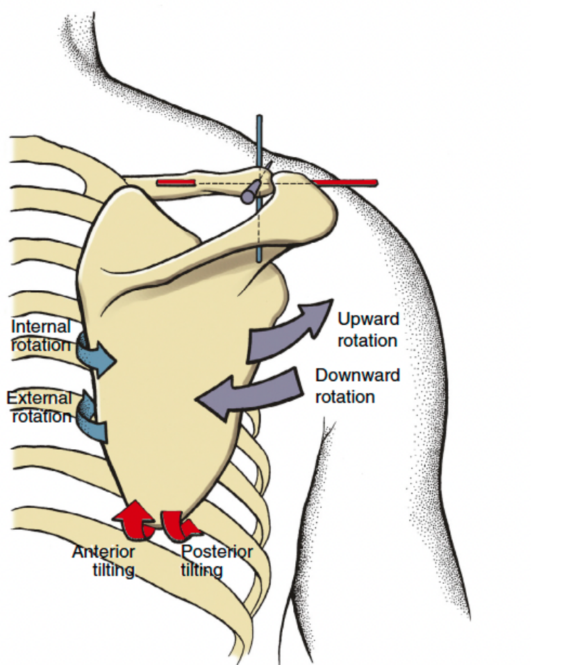 <p>frontal plane: upward/downward rotation</p><p>transverse plane: internal/external rotation</p><p>sagittal plane: anterior/posterior tilt</p>
