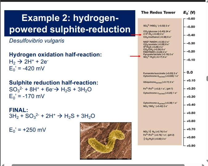 <ul><li><p>oxidise H2 as its Energy Source</p></li><li><p>reduce Sulphate as its terminal e acceptor</p></li><li><p>this is a redox pair close on the redox table, but E0 is still positive, there is still a difference, so the rxn is still favorable (in conditions where nothing else is more favorable to outcompete them)</p></li><li><p>=> Hydrogen Sulphide (reduced form of Sulphate)</p></li></ul><p></p>
