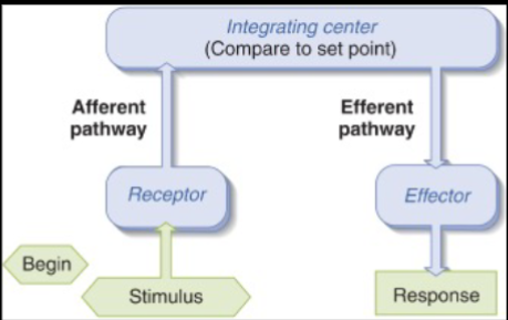 <p>mediates a reflex</p><p>components: stimulus→receptor→afferent (incoming) pathway→integration center→ efferent (outgoing) pathway→ and effector</p>