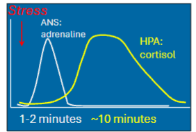 <p>Next stage of Alarm Reaction mediated by the activation of HPA axis</p><ul><li><p>ANS (fight or flight, more immediate, peaks first)</p></li><li><p>HPA: cortisol: slow wave, peaks at 10 minutes, “the brake”</p><ul><li><p>ensures the body does not overreact and return systems to a stable state</p></li><li><p>Negative feedback loop</p></li></ul></li></ul><p></p>