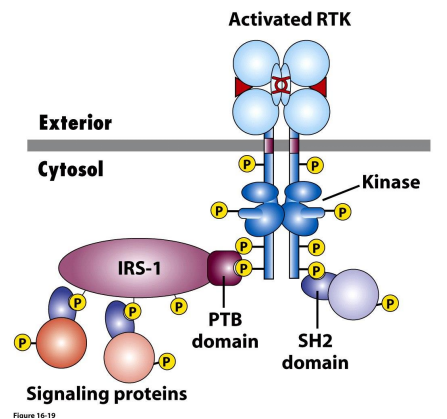 <p>SH2 and PTB domains of specific intracellular proteins</p><ul><li><p>recognize and bind to the phosphorylated tyrosines on the receptor (using their SH2 domains)</p></li><li><p>the receptor may also in turn phosphorylate and activate the recruited proteins</p></li></ul><p>Pathways are turned on depending on recruited SH2 domain proteins</p>
