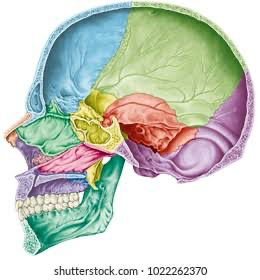 <p>What is this cavity?</p>