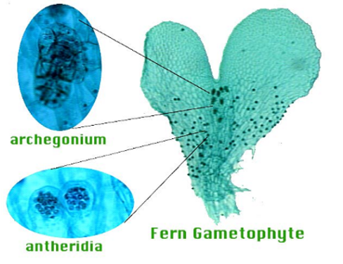 <p>Seedless vascular plants: ferns</p><p>Phylum Monilophyta</p><p>Sporophyte is dominant stage</p><p>Gametophyte contain gametangia, where gametes develop</p><p>Antheridium(sperm) and Archegonium (egg)</p><p>Homosporous - Fertilization requires water </p><p>Sori contain sporangia: undergo meiosis (one sorus (dot)) </p>