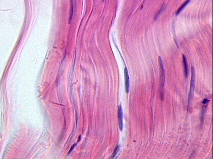 <p>name tissue </p>