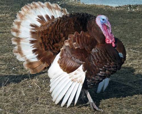 <p>identify</p>