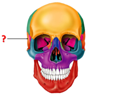 <p>Identify this bone.</p>
