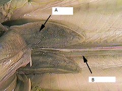 <p>Part labeled Bn</p>