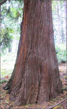 <p>stringy, peely red bark</p>