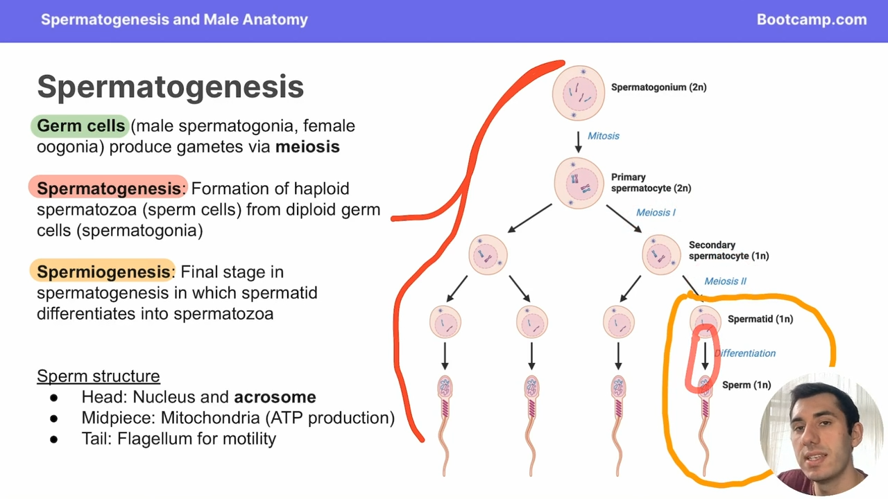 <p>the final stage in spermatogenesis in which spermatids differentiate into spermatozoa </p>