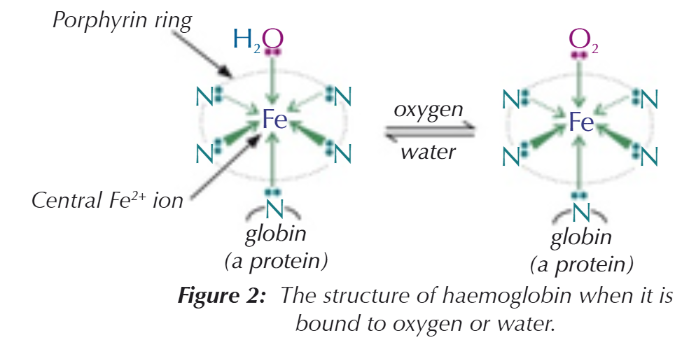 <ul><li><p>A molecule that makes up protein chains, with an Fe<sup>2+</sup> central metal ion, which has a co-ordination number of 6</p></li><li><p>4 of these bonds are to a ring system called porphyrin</p></li><li><p>1 is to the nitrogen of a globin (protein) molecule &amp; 1 is to an oxygen in an O<sub>2</sub> molecule</p></li></ul><p></p>